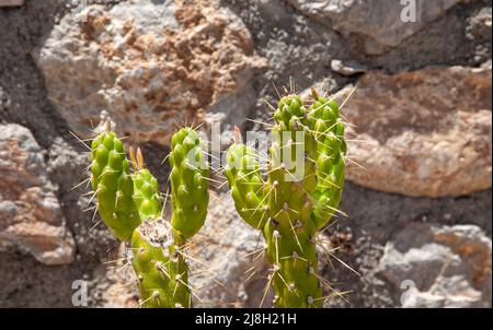 Dekorativer Kaktus mit Steinmauer Hintergrund. Nahaufnahme. Stockfoto