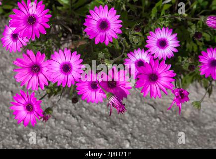 Wohlfühlen und Blumen. Lila Osteospermum ecklonis Passionsblume oder osteospermum. Nahaufnahme und Draufsicht, selektiver Fokus. Stockfoto