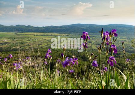 Iris blüht auf dem Bergweg zwischen grünen Hügeln an einem warmen Sommertag, Dalmatien Region. Kroatien. Stockfoto