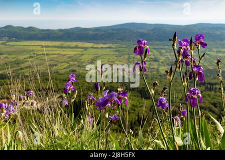 Iris blüht auf dem Bergweg zwischen grünen Hügeln an einem warmen Sommertag, Dalmatien Region. Kroatien. Stockfoto