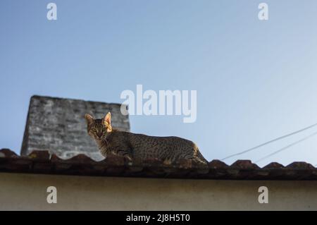 Schöne kleine Katze auf dem Dach eines Hauses, die auf die Kamera schaut, mit dem Himmel und einem Kamin hinter ihm. Stockfoto