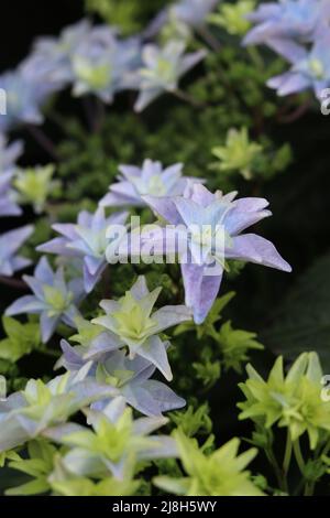 Nahaufnahme der ungewöhnlichen sternförmigen Blüten vom Typ Hydrangea macrophylla „Shooting Star“. Auch bekannt als Hydrangea 'Sumida No Hanabi' der schöner Stockfoto