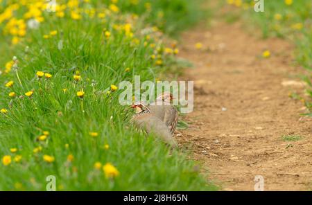 Zwei Erwachsene, wachsam, rotbeinige oder französische Rebhühner in natürlichem Farmland-Habitat, die entlang eines Feldrands mit leuchtend gelben Melonen aufziehen. S Stockfoto