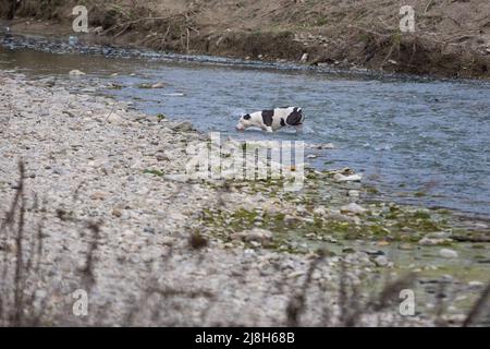 White and Black Pit Bull Hund spielt und läuft auf den Felsen entlang des Flusses. Stockfoto