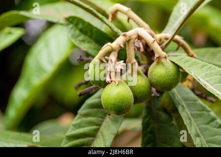 Nahaufnahme eines Strauchens von unreifen Quarzfrüchten auf dem Baum. Konzept der Früchte im Frühling und Sommer. Hochwertige Fotos Stockfoto