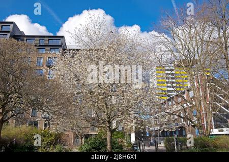 Blick auf die Wohnungen Denizen und Golden Lane Estate durch den Fortune Street Park blühende Bäume im Frühjahr April 2022 City of London UK KATHY DEWITT Stockfoto