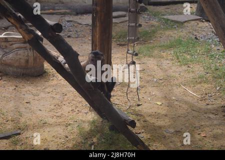 Kleiner Kapuzineraffen. Junge Sapajus apella capuchin Affe Primaten Säugetier. Tufted Kapuziner amazonas Regenwald Tier. Stockfoto