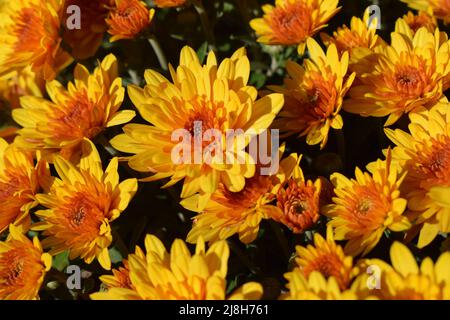 Ungewickelte Blüten aus gelben und orangen Chrysanthemen. Gelbe und orange Chrysanthemen im Park im Herbst Stockfoto