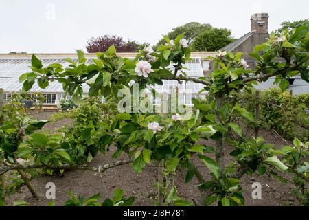 Apfelblüte blüht im alten englischen ummauerten Garten Stockfoto