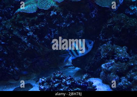 Der Feldwebel Major (Abudefduf saxatilis) schwimmt im Meerwasseraquarium. Ein bengalischer Sergent (Schmalbänderäger) im Meerwasseraquarium. Abudefduf ist Stockfoto