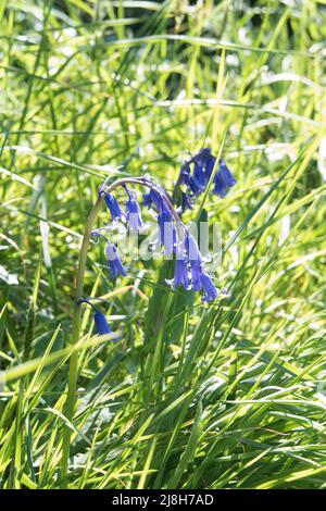 Bluebelt im strahlenden Sonnenlicht Stockfoto