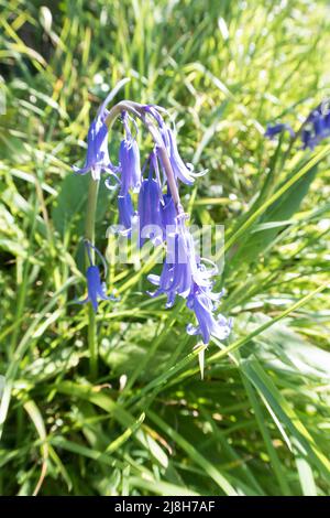 Bluebelt im strahlenden Sonnenlicht Stockfoto