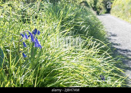 Bluebelt im strahlenden Sonnenlicht Stockfoto