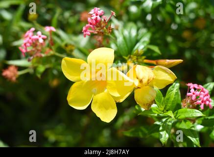 Allamanda Blume wächst in Vietnam aus nächster Nähe Stockfoto