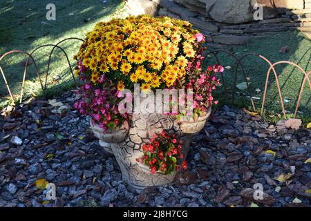 Gelbe Chrysantheme Blumen. Gelbes Blumenbeet aus schönen Chrysanthemen am Herbsttag Stockfoto
