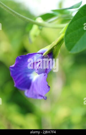 Leuchtendes Lila wunderschöne Schmetterlingsblüte oder Aparajita blüht auf dem Baum Stockfoto