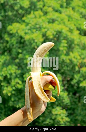 Hand mit einem Finger geschälter, frischer, reifer Banane und verschwommenem grünem Laub im Hintergrund Stockfoto