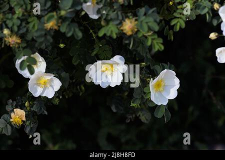 Weiße Blüten der burnett Rose im Frühling (Rosa pimpinellifolia, Rosa spinosissima) Stockfoto