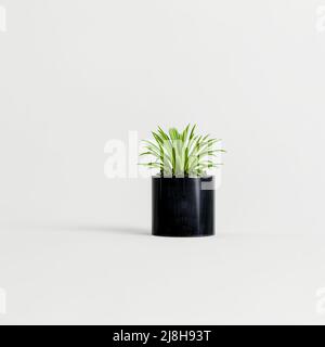 3D Illustration von schwarzen Zimmerpflanzen isoliert auf weißem Hintergrund Stockfoto