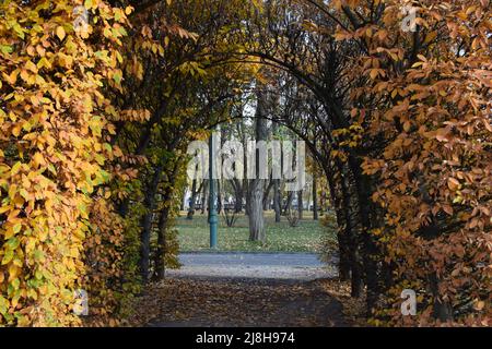 Gasse mit gelb rot bedeckter Pergola. Herbst rot Blätter Hintergrund, Nahaufnahme. Riesige Tunnelwand aus bunten Blättern. Landschaftsdesign. Parks. Herbst CO Stockfoto