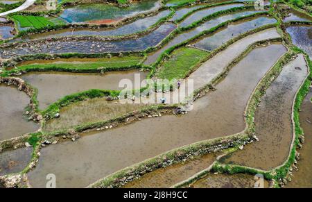 CONGJIANG, CHINA - 16. MAI 2022 - Dorfbewohner Pflanzen Reissämlinge auf Reisfeldern im Dorf Yinping der Gemeinde Gangbian im Bezirk Congjiang, Southwes Stockfoto