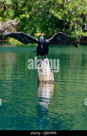 Kormoran mit Doppelcremchen, Landung auf dem Stumpf, Flügel ausgebreitet, Bewegung, Füße mit Webbett, Tierwelt, Tier, Wasser, Phalacrocorax auritus, Vogel, Natur, Regenbogen R Stockfoto