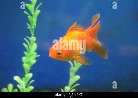 Süßwasseraquariumfische, Goldfische aus Asien im Aquarium.der Goldfisch auf chinesischem Schild bringt Wohlstand und Viel Glück. Goldfisch mit feinem Beautifu Stockfoto