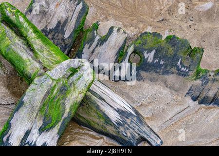 Nahaufnahme Detail von verstreuten, verrotteten Hölzern aus der Sally’, einer Pollaca Brigg aus dem 18.. Jahrhundert, die von Sand mit Trunnel und Holzkörnern vergraben wurde. Stockfoto