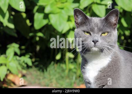 Graue und weiße Katze im Freien in voller heller Sonne direkt auf Sie mit grünen Pflanzen im Hintergrund. Stockfoto