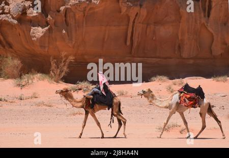 Ein arabischer beduine in traditioneller Kopfkleidung, der auf einem Kamel reitet und einen anderen in der Wüste von Wadi Rum in Jordanien führt Stockfoto