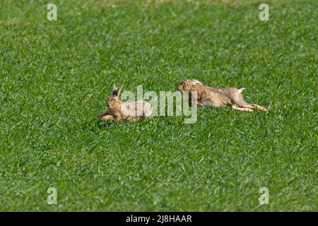 Männchen Brauner Hase- Lepus europaeus jagt ein Weibchen während der Paarungssaison. Norfolk, Großbritannien Stockfoto