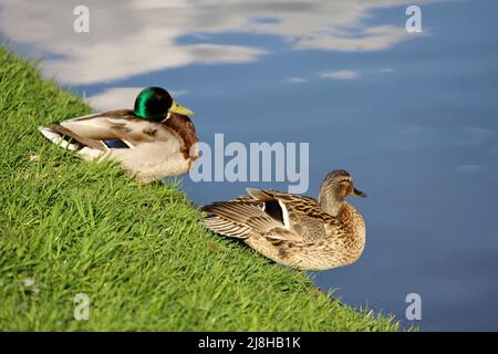 Ein paar Stockenten, die sich auf einer Seenküste im grünen Gras ausruhen. Männliche und weibliche Wildenten im Frühling oder Sommer Park Stockfoto