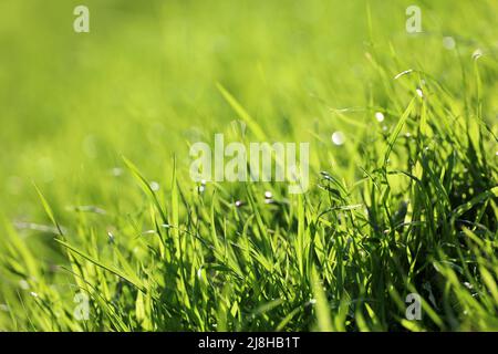 Grünes Gras mit Wassertropfen im Sonnenlicht, verschwommener Hintergrund. Frische Natur im Frühling oder Sommer, sonnige Wiese Stockfoto