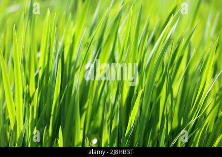 Grünes Gras im Sonnenlicht, verschwommener Hintergrund. Frische Natur im Frühling oder Sommer, sonnige Wiese Stockfoto