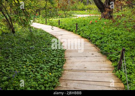 Holzweg. Die Teppiche von Primeln im Apothekergarten - Honigkorydalis, Pushkinia, Heidelbeeren, Krokusse, Schneeglöckchen, Die Narzissen Stockfoto