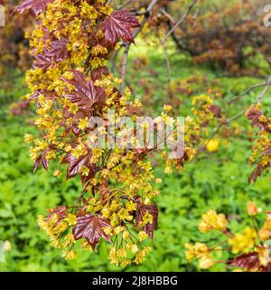 Junge Blätter von Norway Maple Royal Red (Acer platanoides Royal Red) blühen in einem botanischen Garten Stockfoto