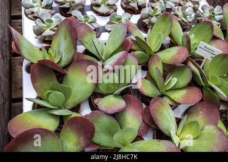 Kalanchoe paniculata, echeveria, Kakteen in großen Boxen, um das Gartengrundstück zu schmücken Stockfoto