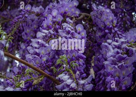 Wisteria sinensis. Nahaufnahme der japanischen Wisteria-Blumen. Blütenhintergrund. Lila Blüten im Garten. Stockfoto