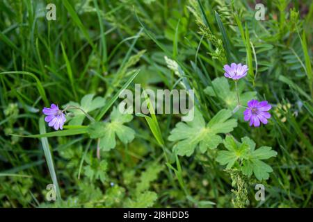 Rosa Kranzschnabel in der Natur. Nahaufnahme der Kranzschnabel-Blume. Schöne Blumen Hintergrund Foto. Stockfoto