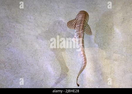 Juveniler Zebrahai, der in flachen Gewässern schwimmt, Unterwasser-Porträt aus nächster Nähe von oben Stockfoto