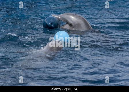 Delphin spielt mit Kunststoff-Boje Detail Stockfoto