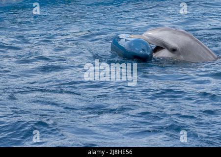 Delphin spielt mit Kunststoff-Boje Detail Stockfoto