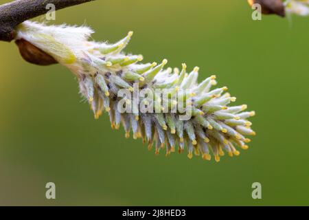 Weibliche Blüte der Salix cinerea subsp. Oleifolia Stockfoto