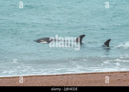 Killerwal-Jagd auf Seelöwen, Peninsula Valdes, Provinz Chubut, Patagonien, Argentinien. Stockfoto