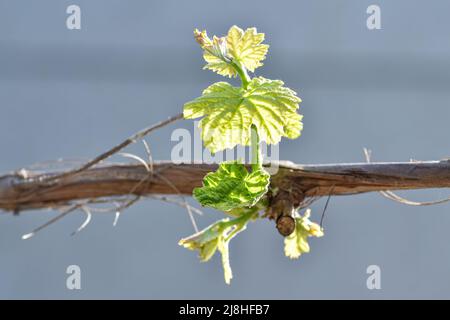 Junge Triebe von Trauben in einem Gartengrundstück Stockfoto