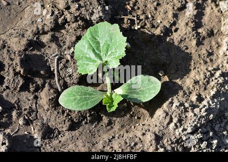 Junge und frische Kürbissprossen auf dem Gartengrundstück Stockfoto