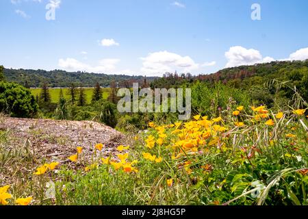 Kalifornischer Goldmohn (Eschscholzia Calicfornica) wächst auf einem Feld in Lafayette, Kalifornien, 16. April 2022. Foto mit freundlicher Genehmigung von Sftm. Stockfoto