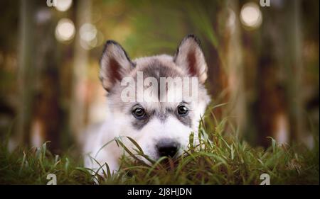 Alaskan Malamute Welpen versteckt im Gras. Stockfoto