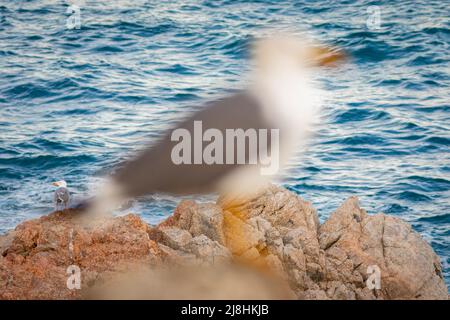 Zwei (2) Gelbbeiner Möwen (Larus michahellis) am Mittelmeer im Frühling Stockfoto