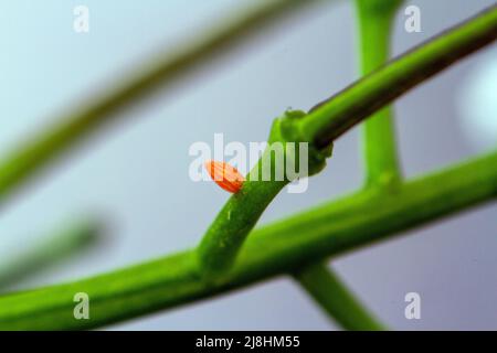 Orange Spitze Schmetterling Anthocharis Kardamine Ei auf Knoblauch Senf Pflanze Stockfoto